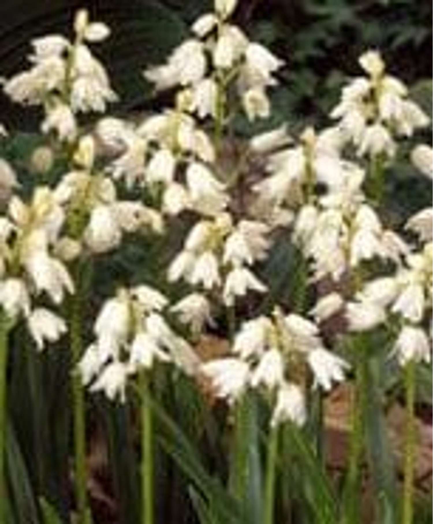 Espanjansinililja Hyacinthoides hispanica 'Alba Maxima'